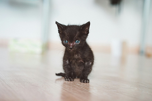 Chester the Cat